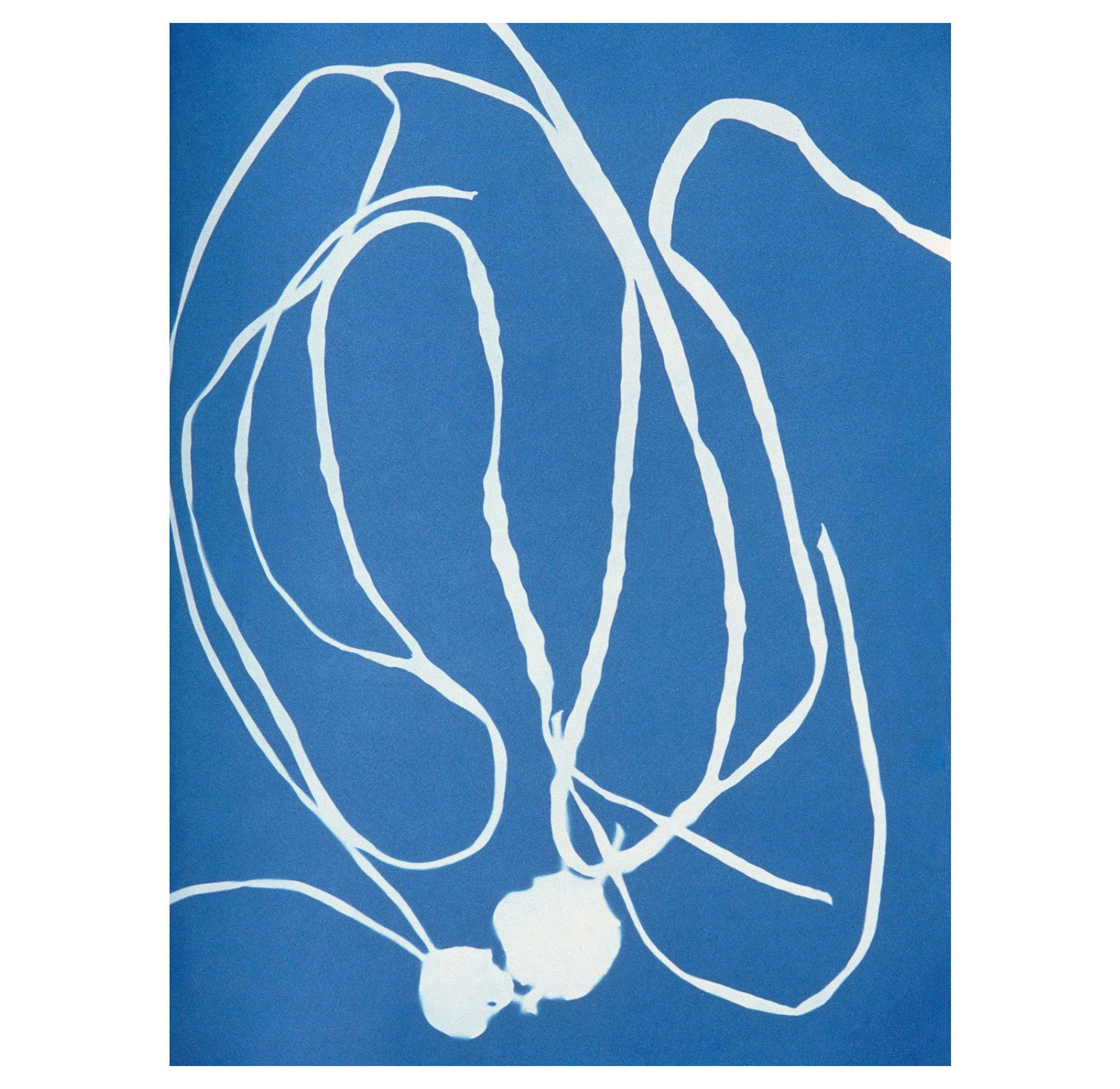 Anna Atkins – Cyanotype 1