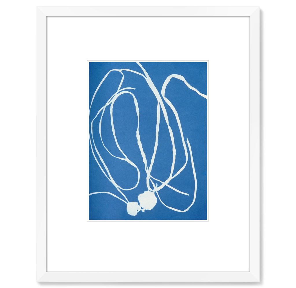 Anna Atkins – Cyanotype 1