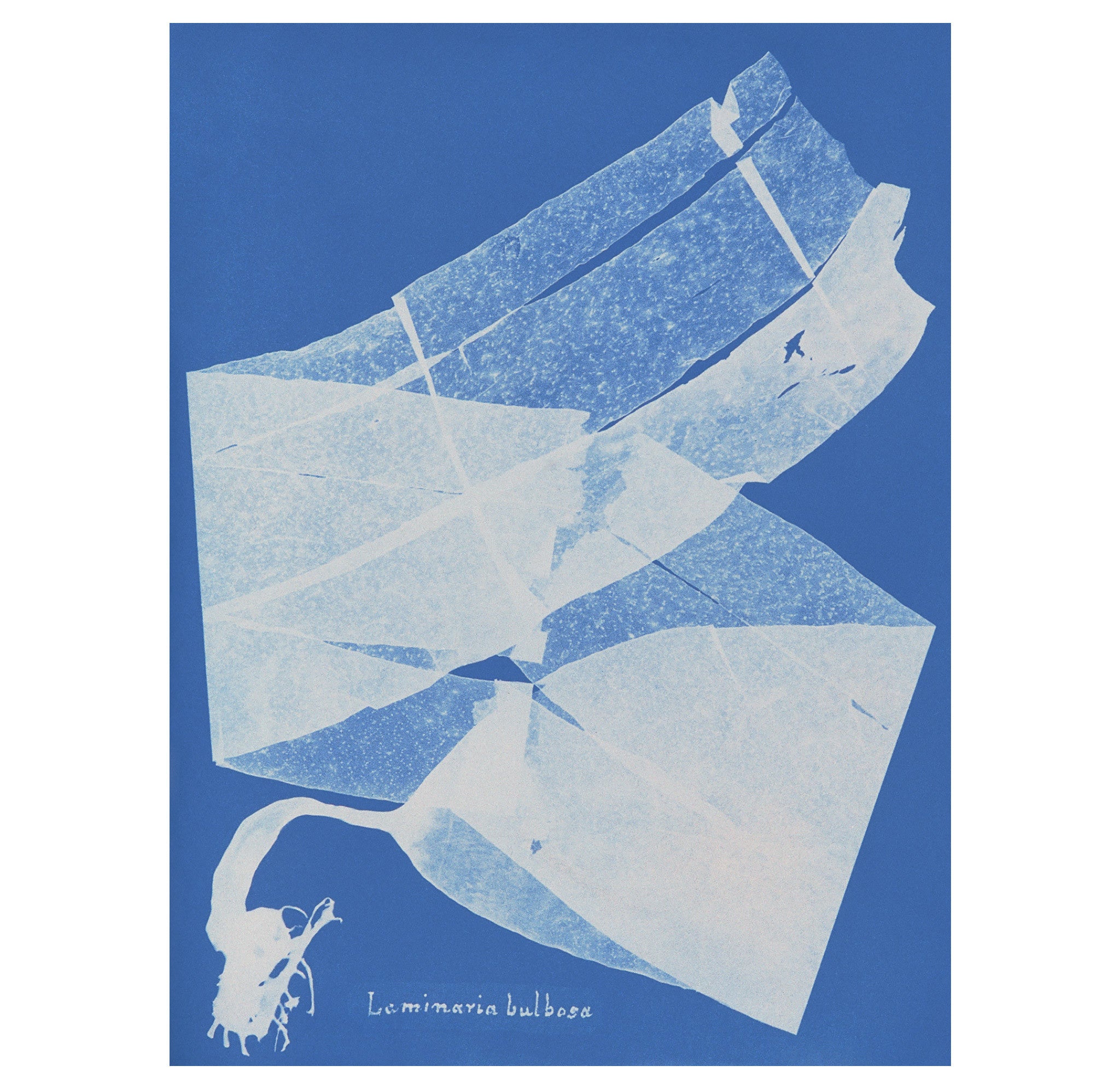 Anna Atkins – Cyanotype 2