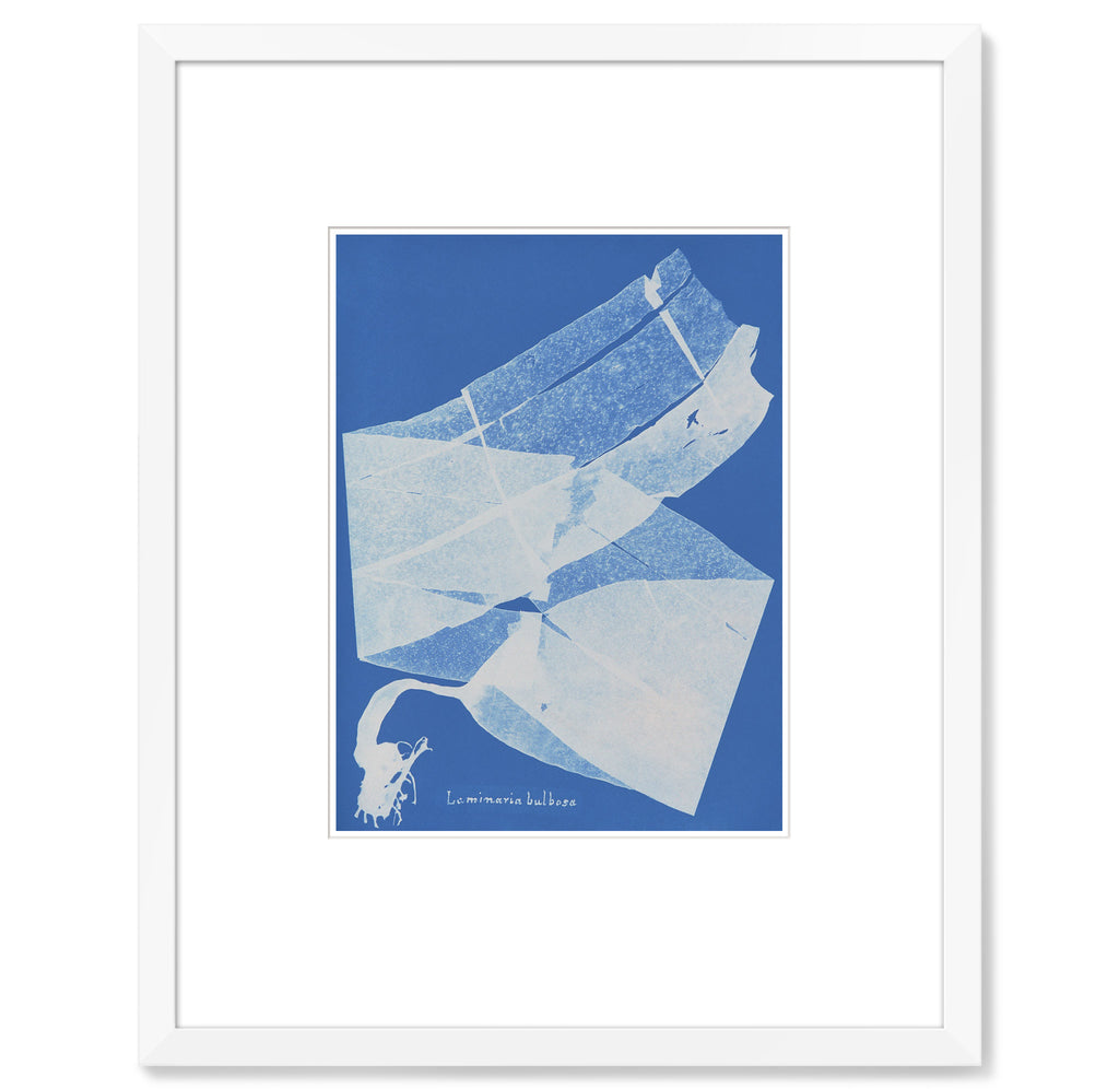 Anna Atkins – Cyanotype 2