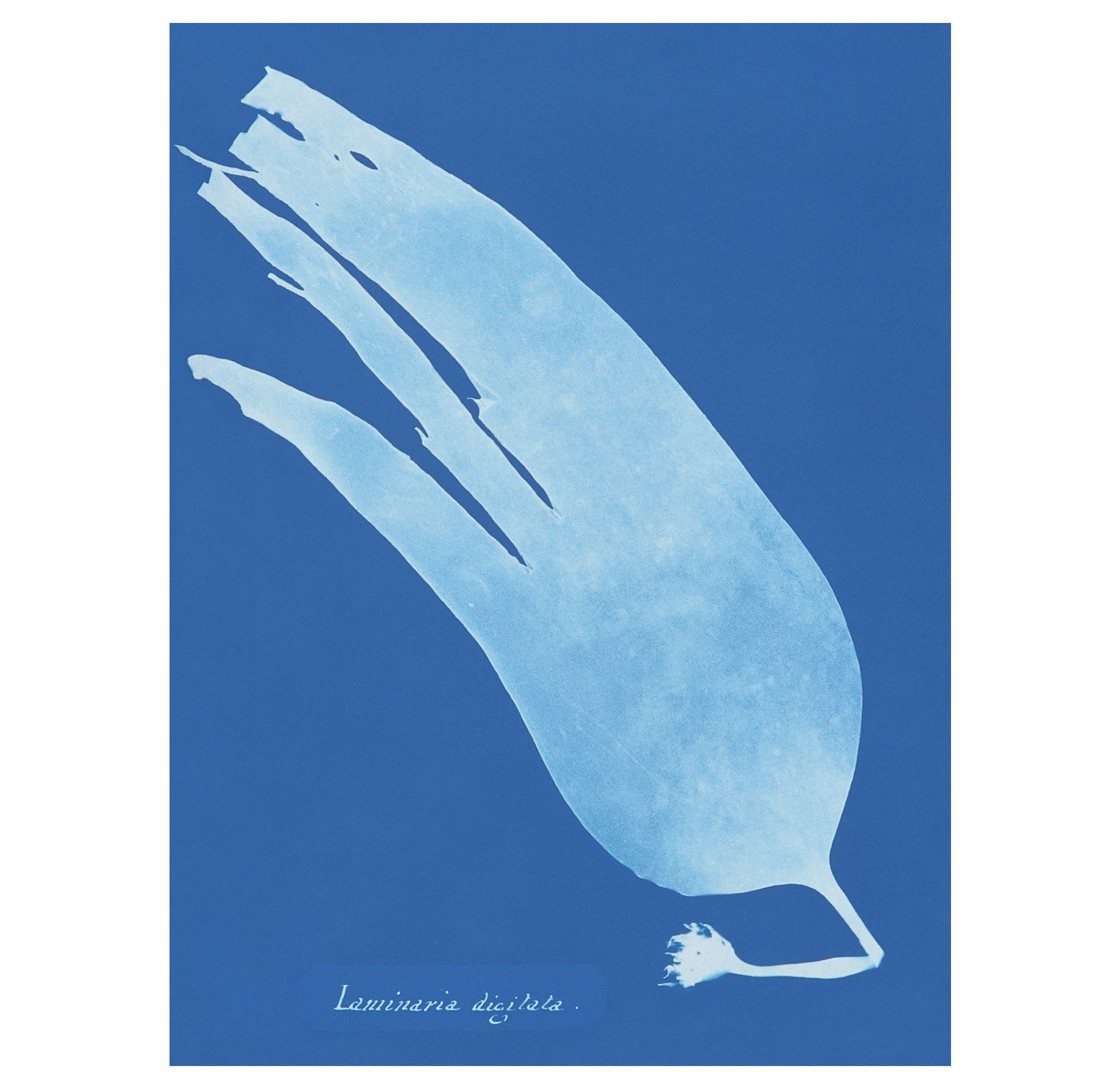 Anna Atkins – Cyanotype 3
