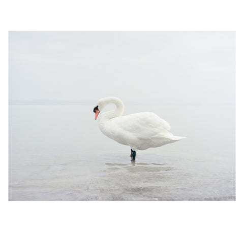 Ákos Major – Swan Lake