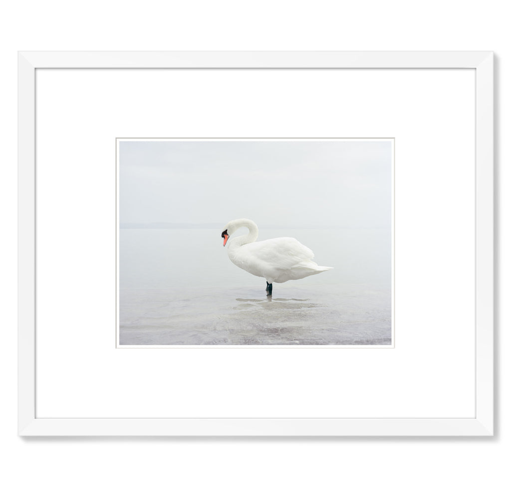 Ákos Major – Swan Lake