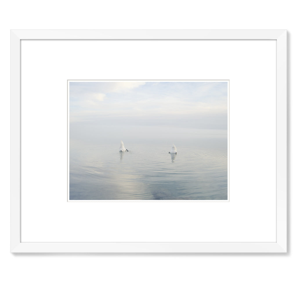 Ákos Major – Ducks