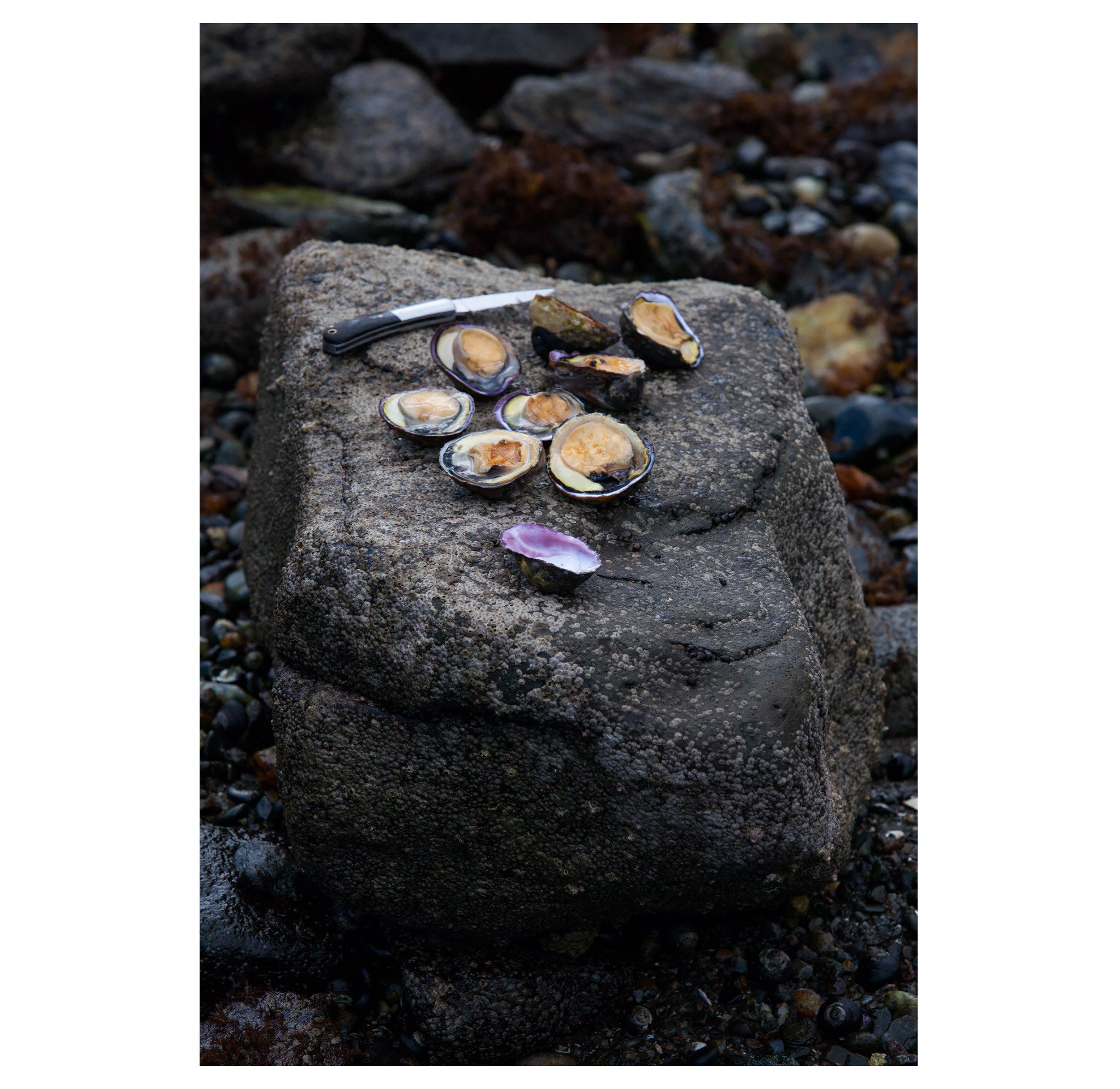 Jeff Johnson – Oysters