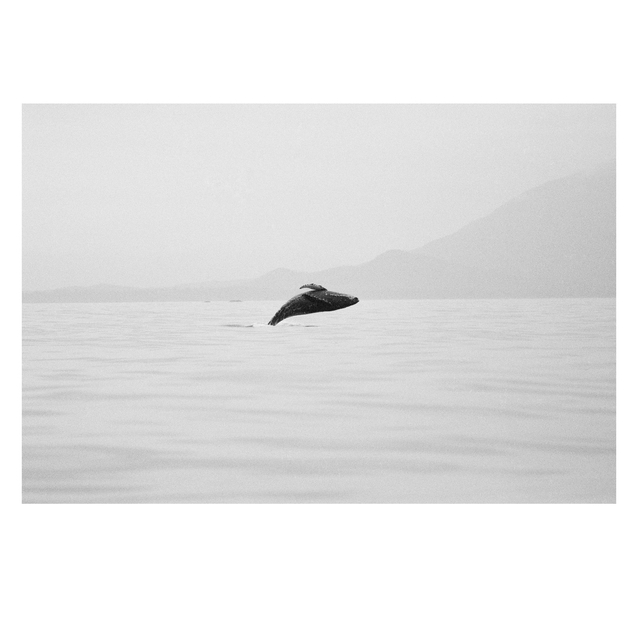 Jeremy Koreski – Humpback Whale