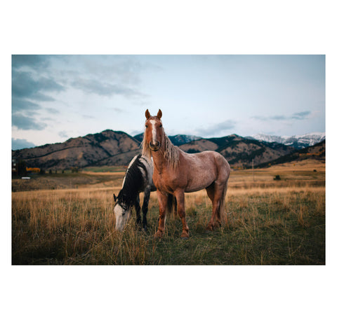 Jonathan Levitt – Horses 1