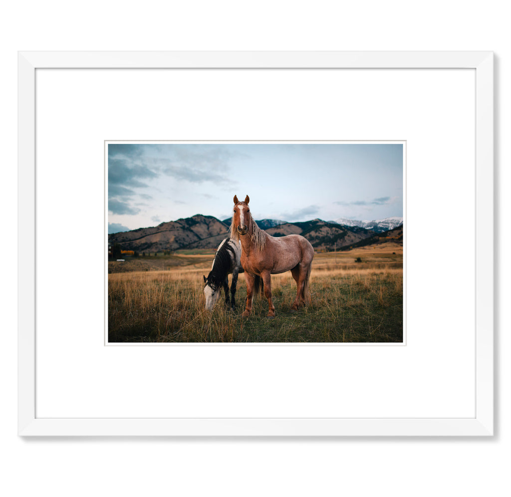 Jonathan Levitt – Horses 1