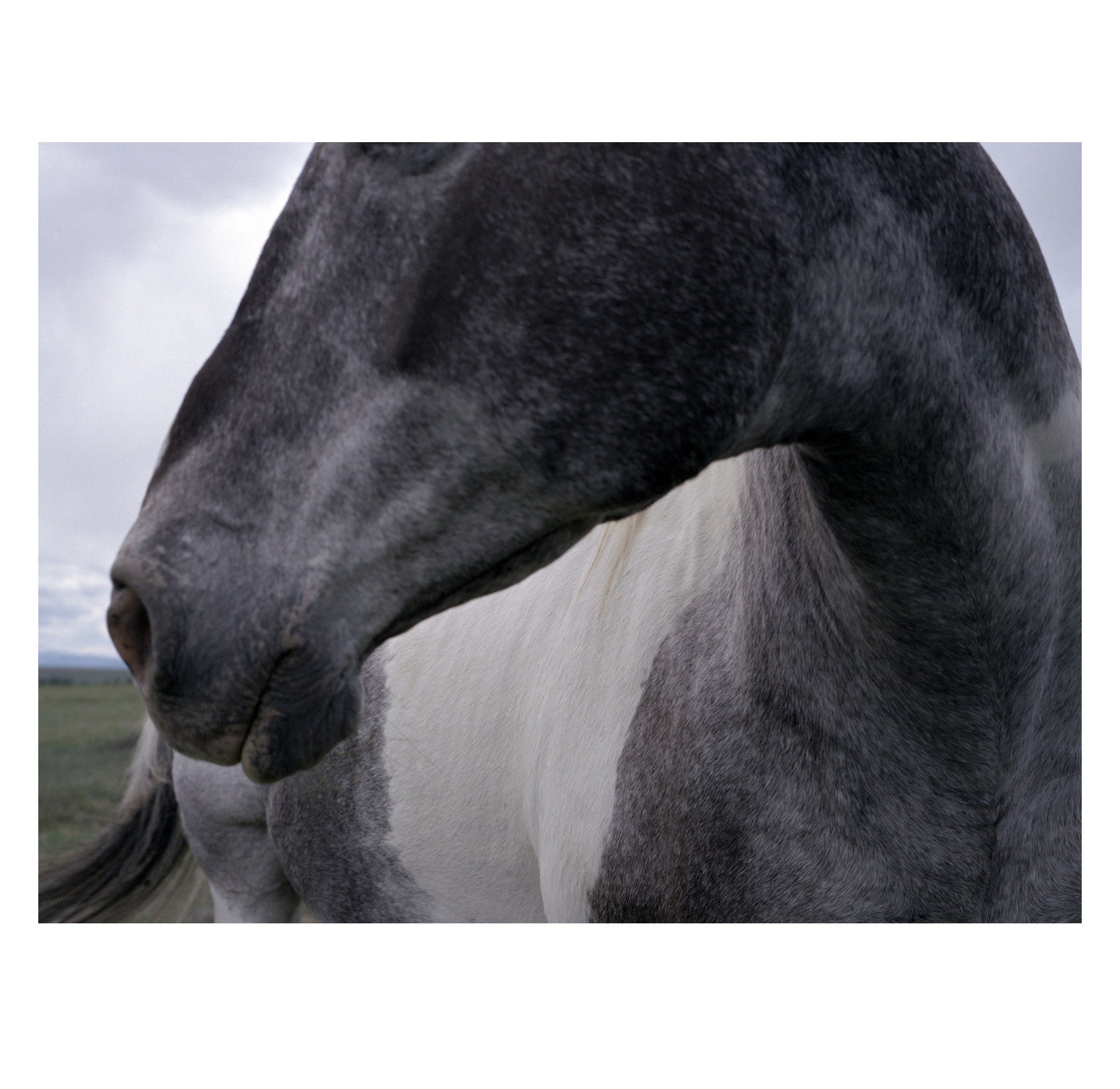 Jonathan Levitt – Horses 2