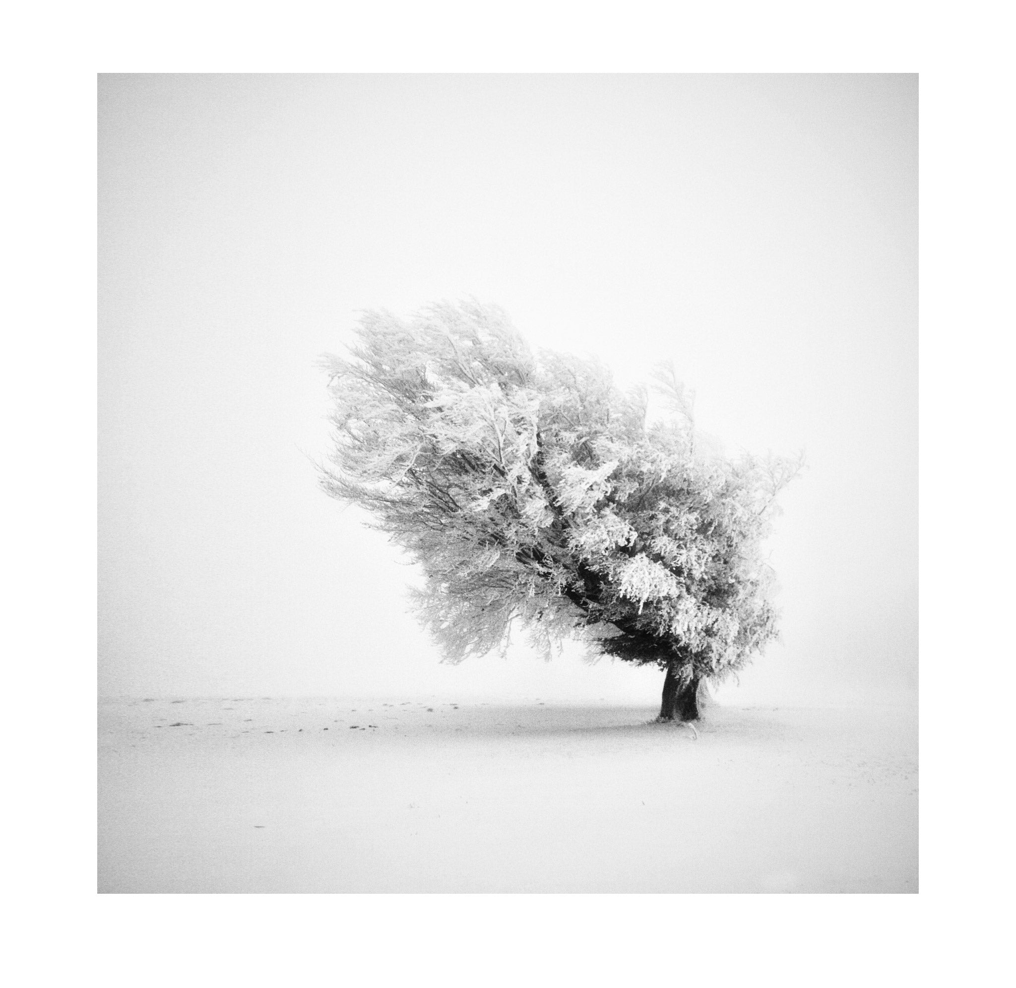 Michael Schlegel – Frozen Life III