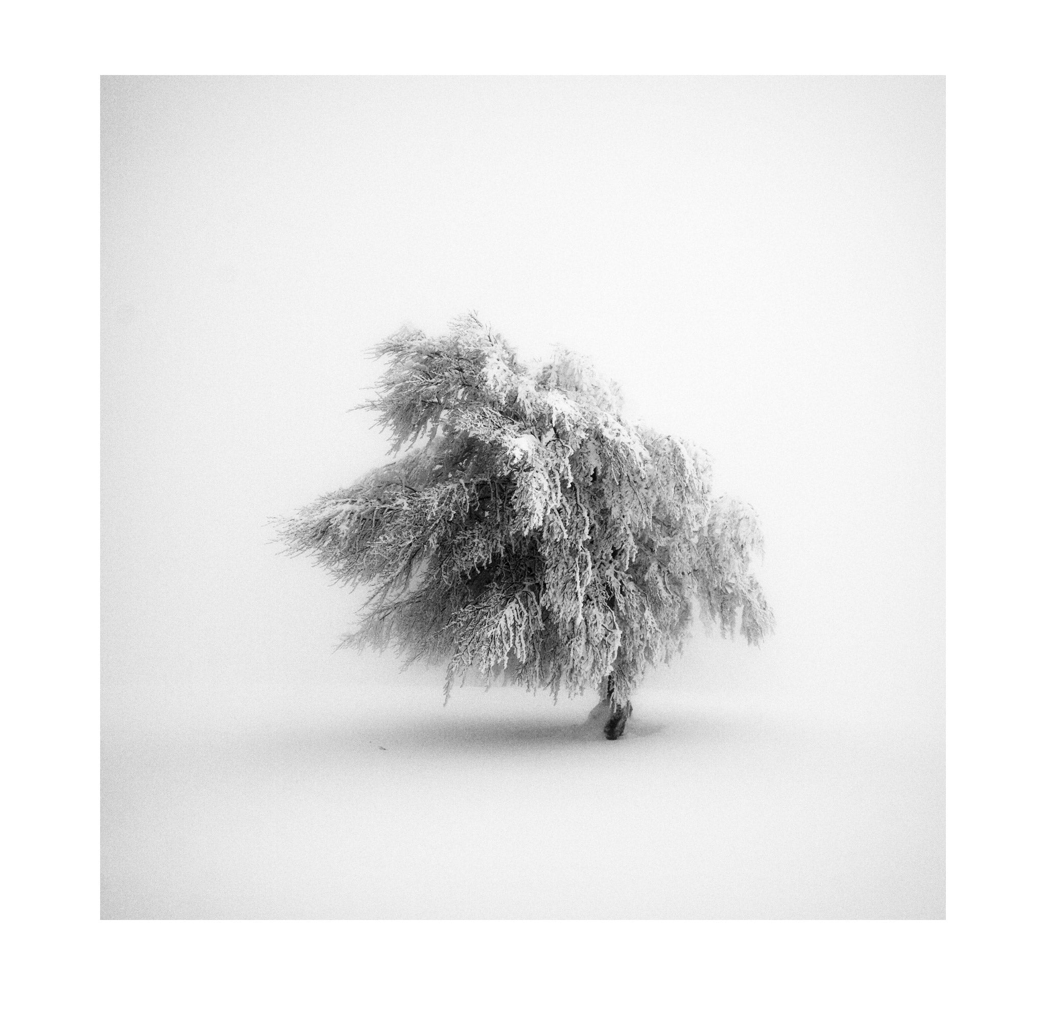 Michael Schlegel – Frozen Life VIII