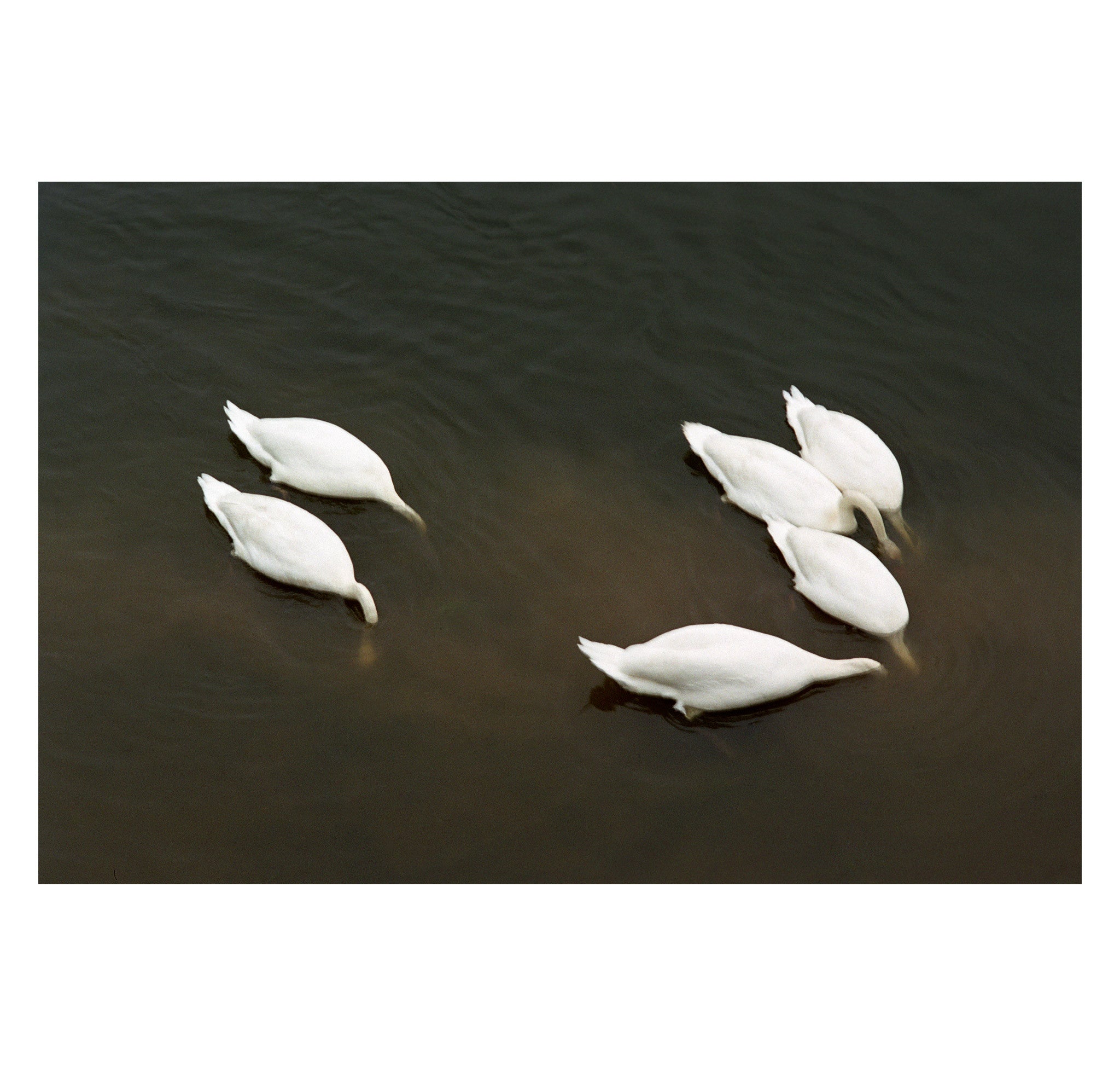 Pascal Fellonneau – Swans