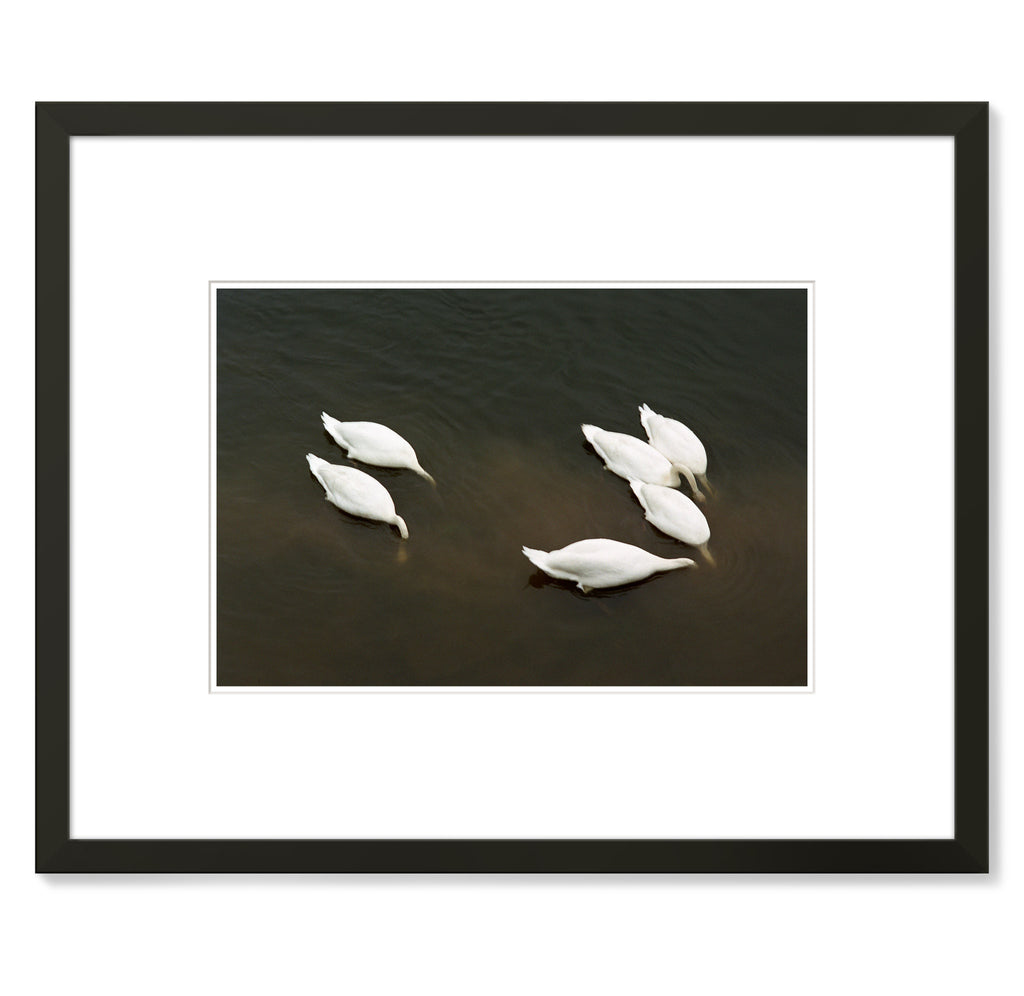 Pascal Fellonneau – Swans