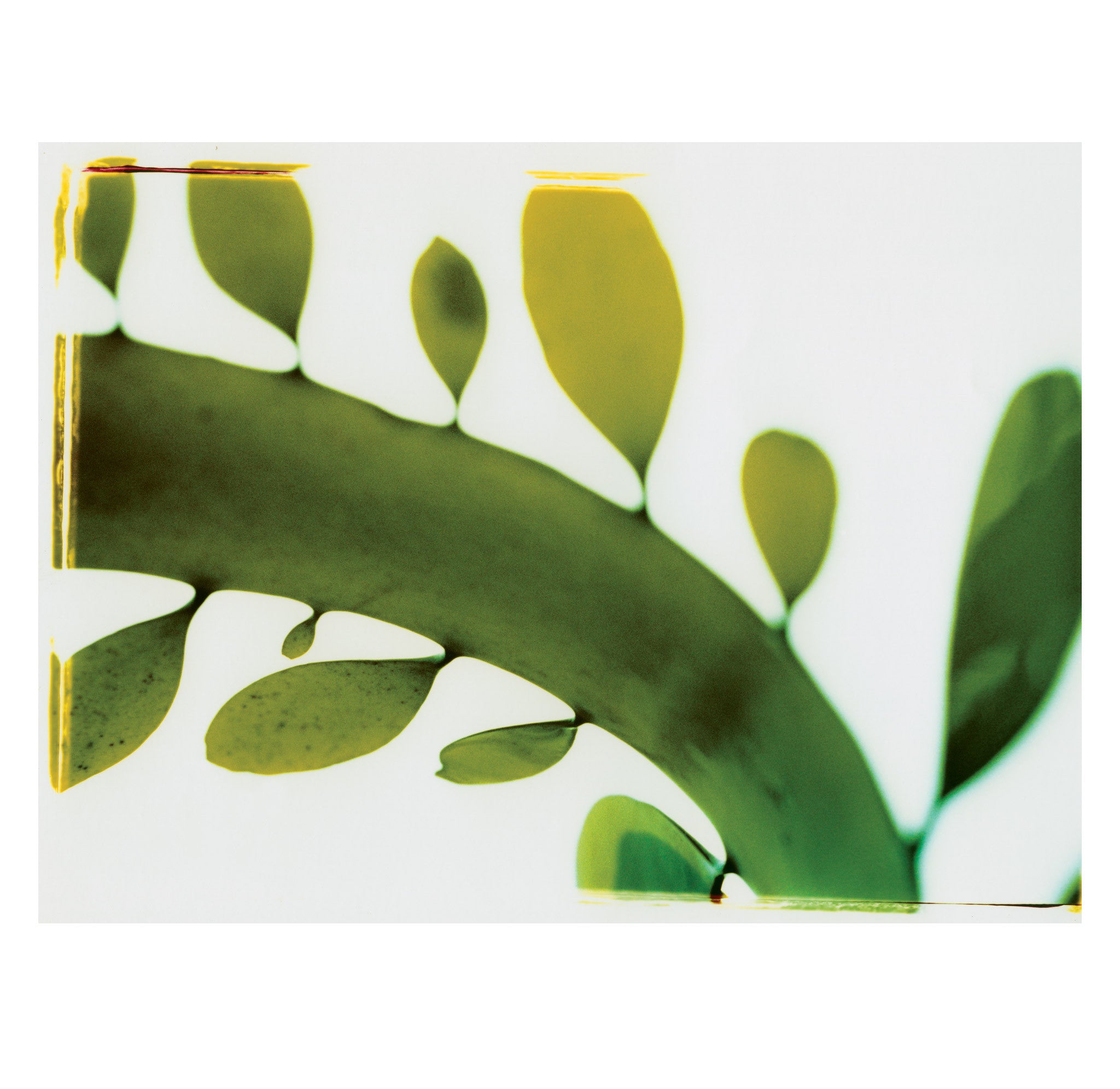 Thomas Campbell – Kelp