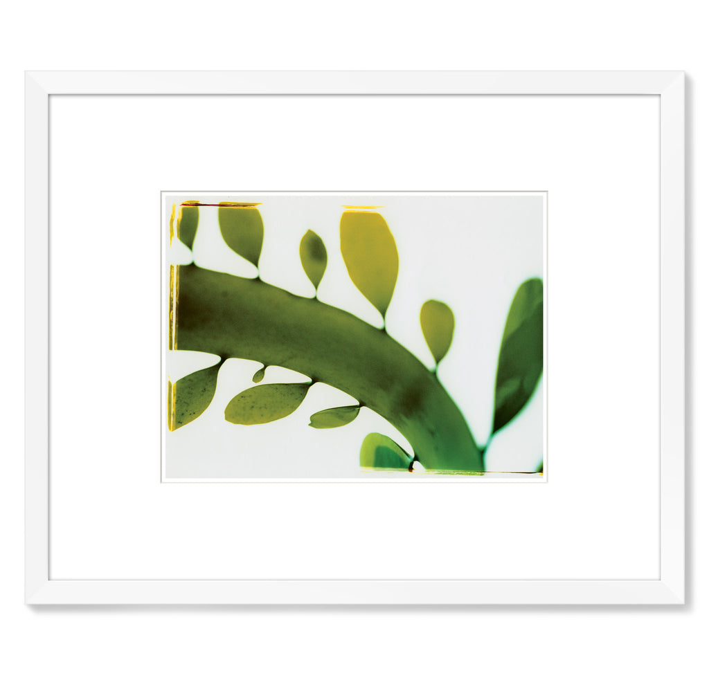 Thomas Campbell – Kelp