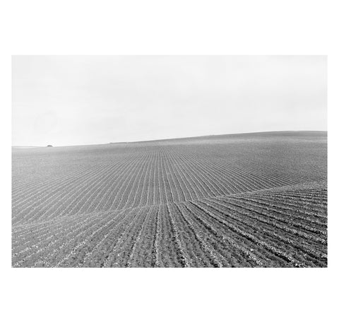 Dorothea Lange - Field