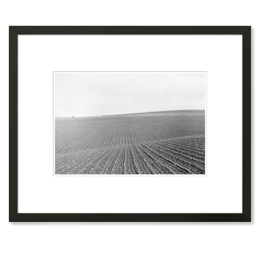 Dorothea Lange - Field
