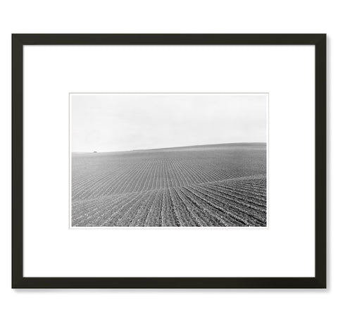 Dorothea Lange - Field