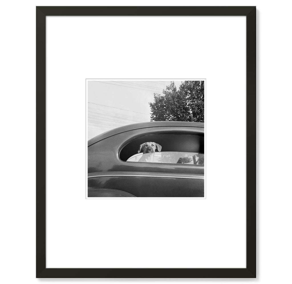 Marjory Collins - Dog in Car