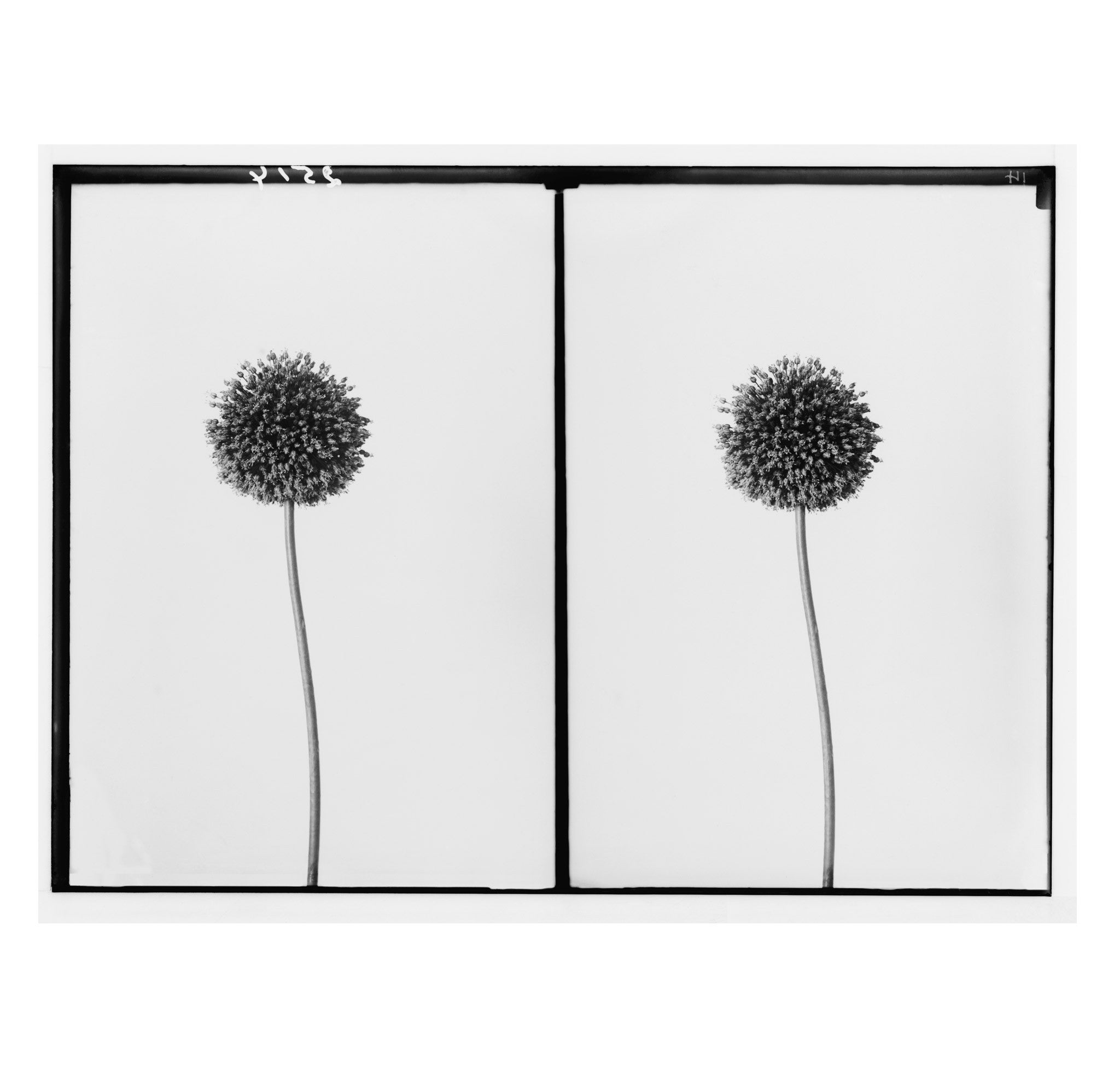 Unknown - Wild Garlic