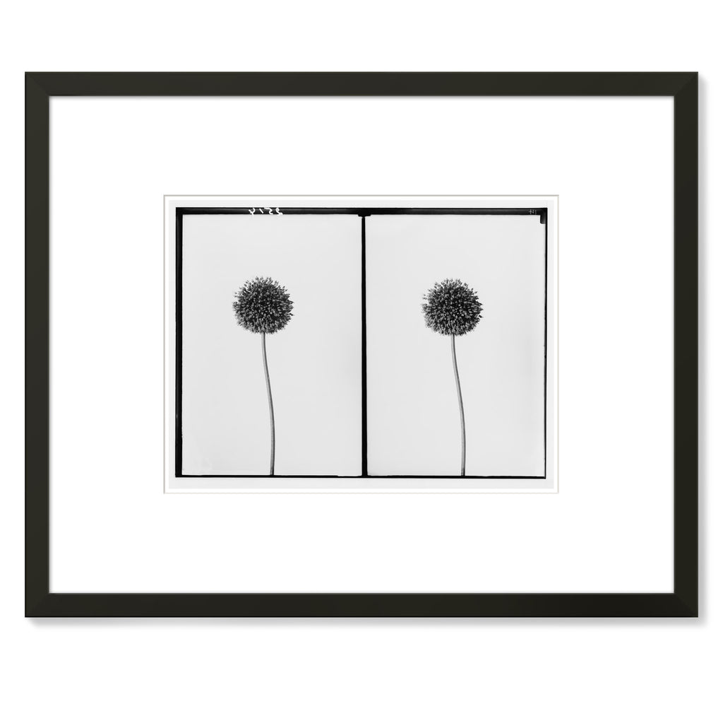 Unknown - Wild Garlic