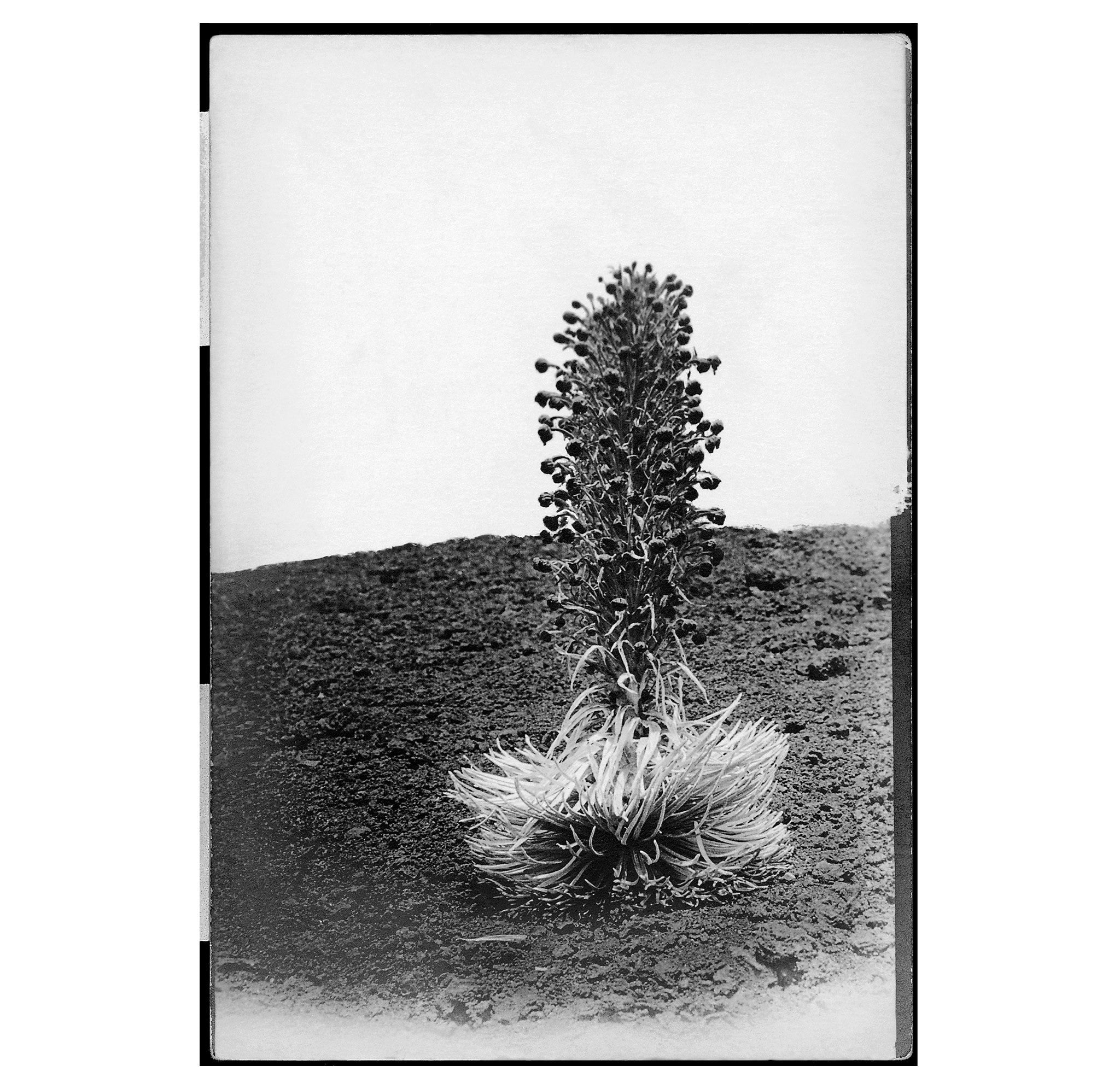 Unknown - Silver Sword