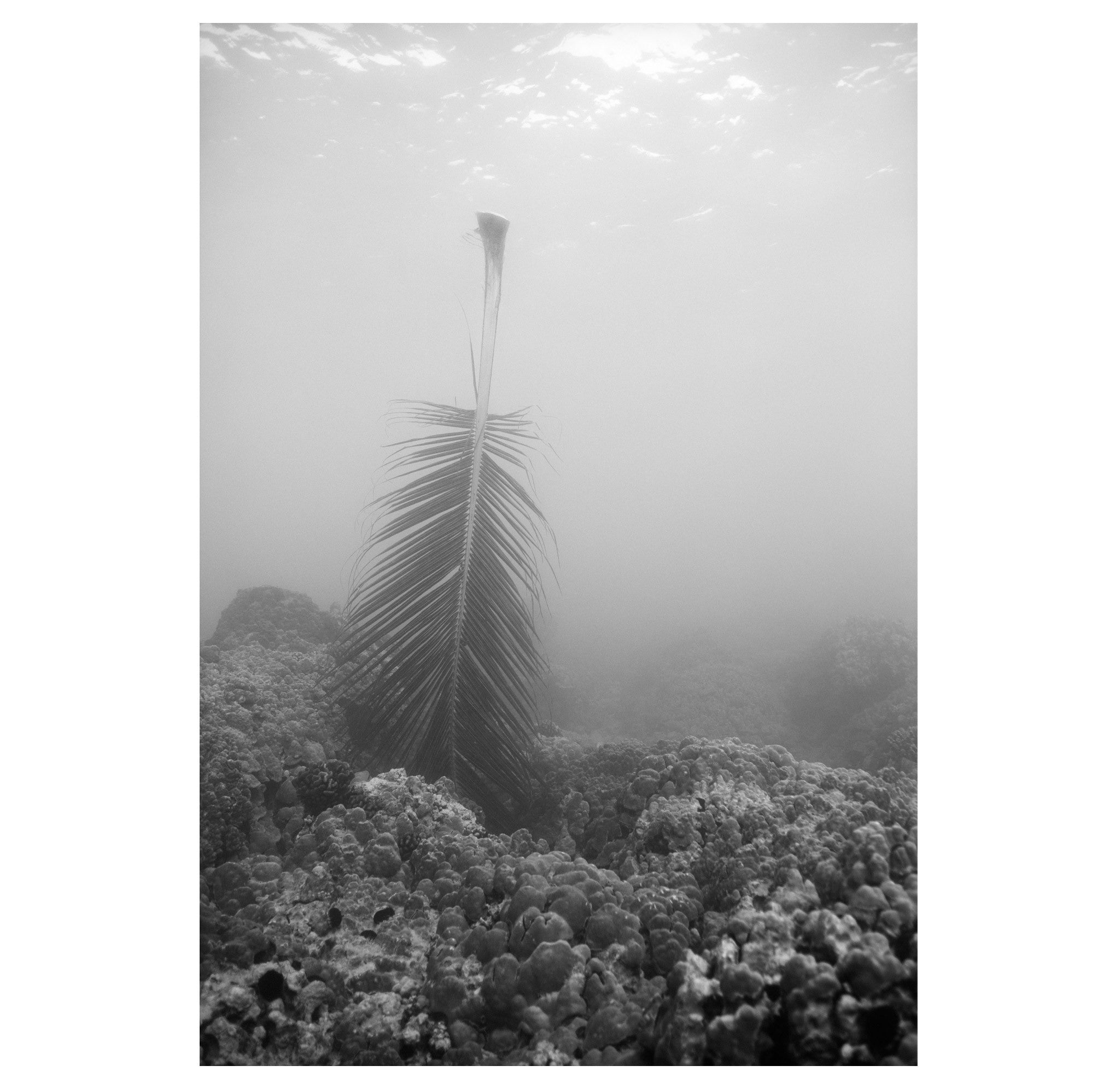 Wayne Levin – Palm Frond