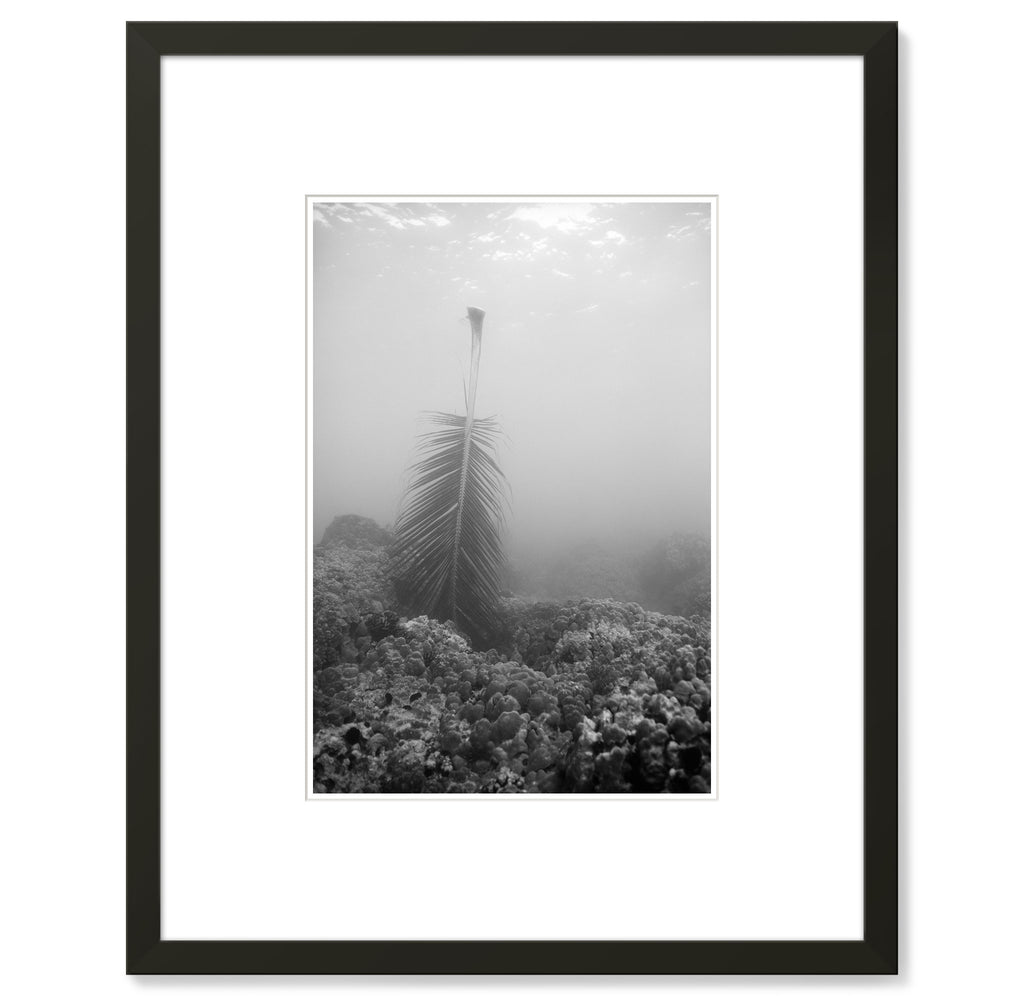 Wayne Levin – Palm Frond