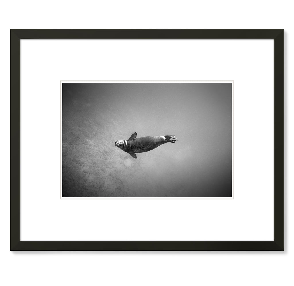 Wayne Levin – Hawaiian Monk Seal