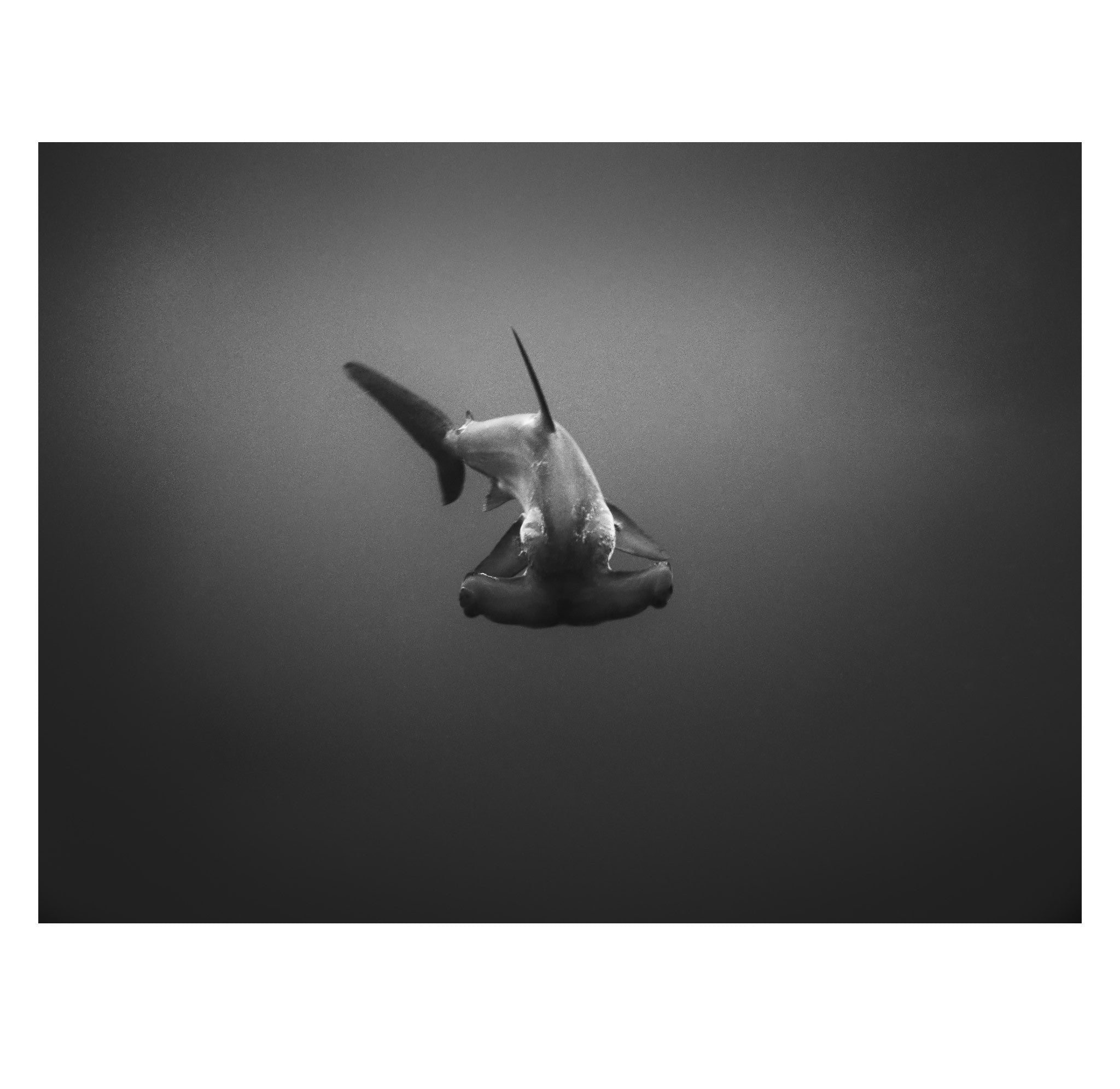 Wayne Levin – Hammerhead Shark