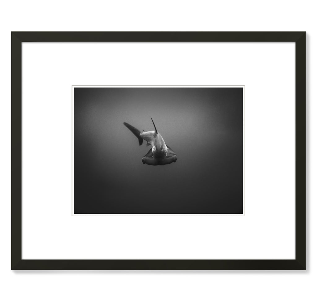 Wayne Levin – Hammerhead Shark