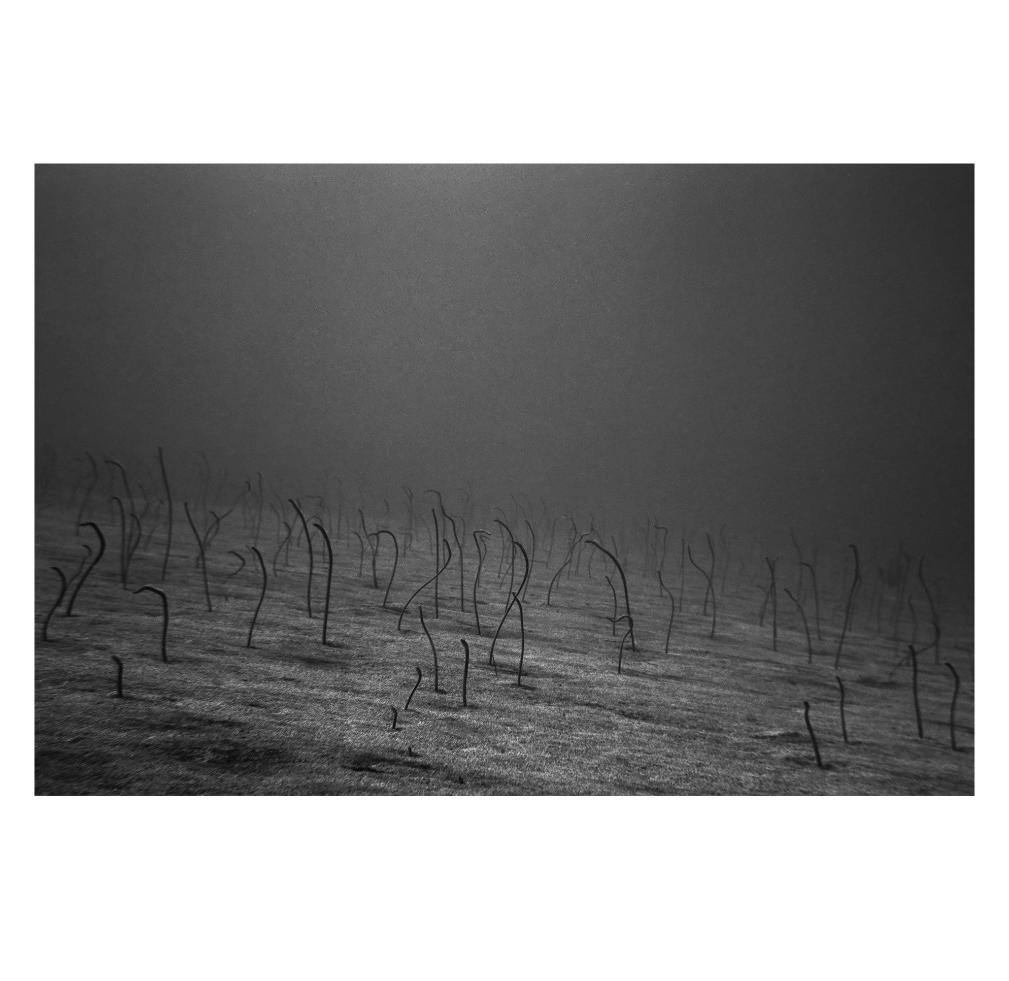 Wayne Levin – Garden Eels