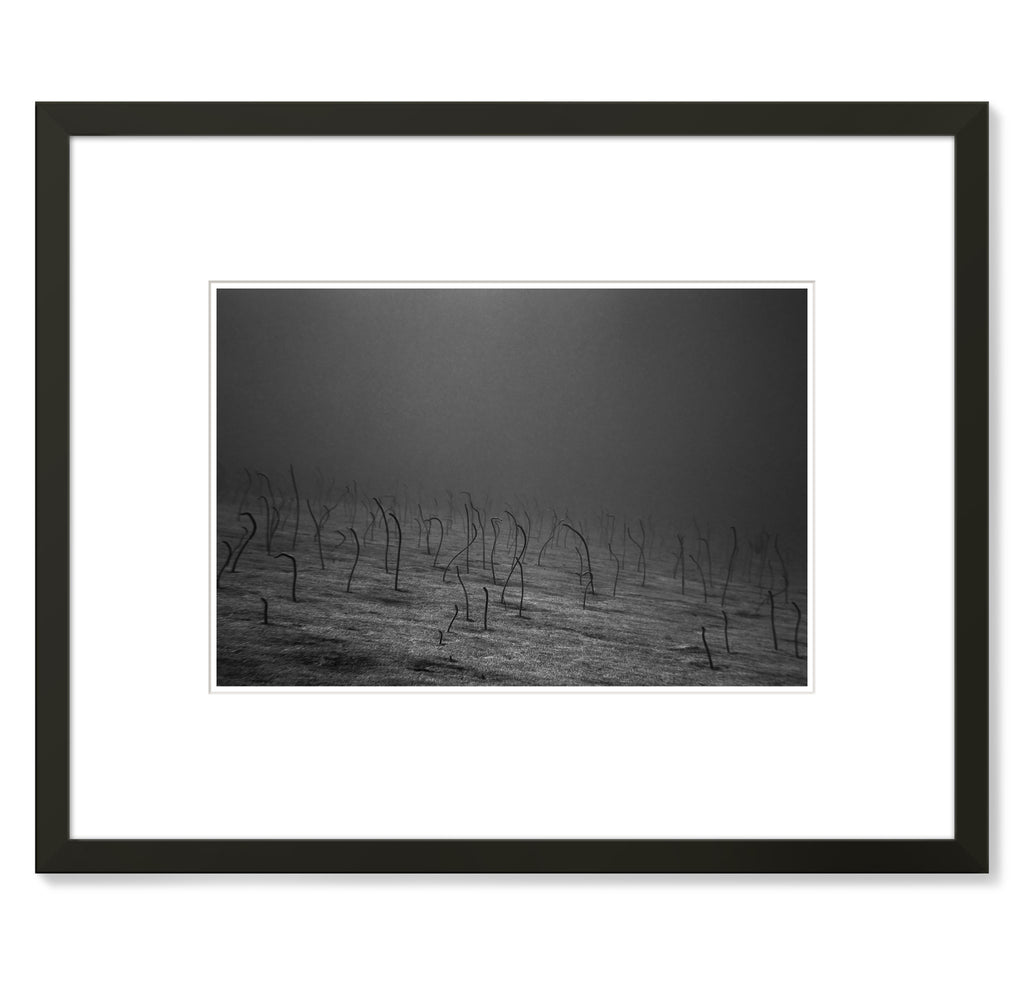 Wayne Levin – Garden Eels