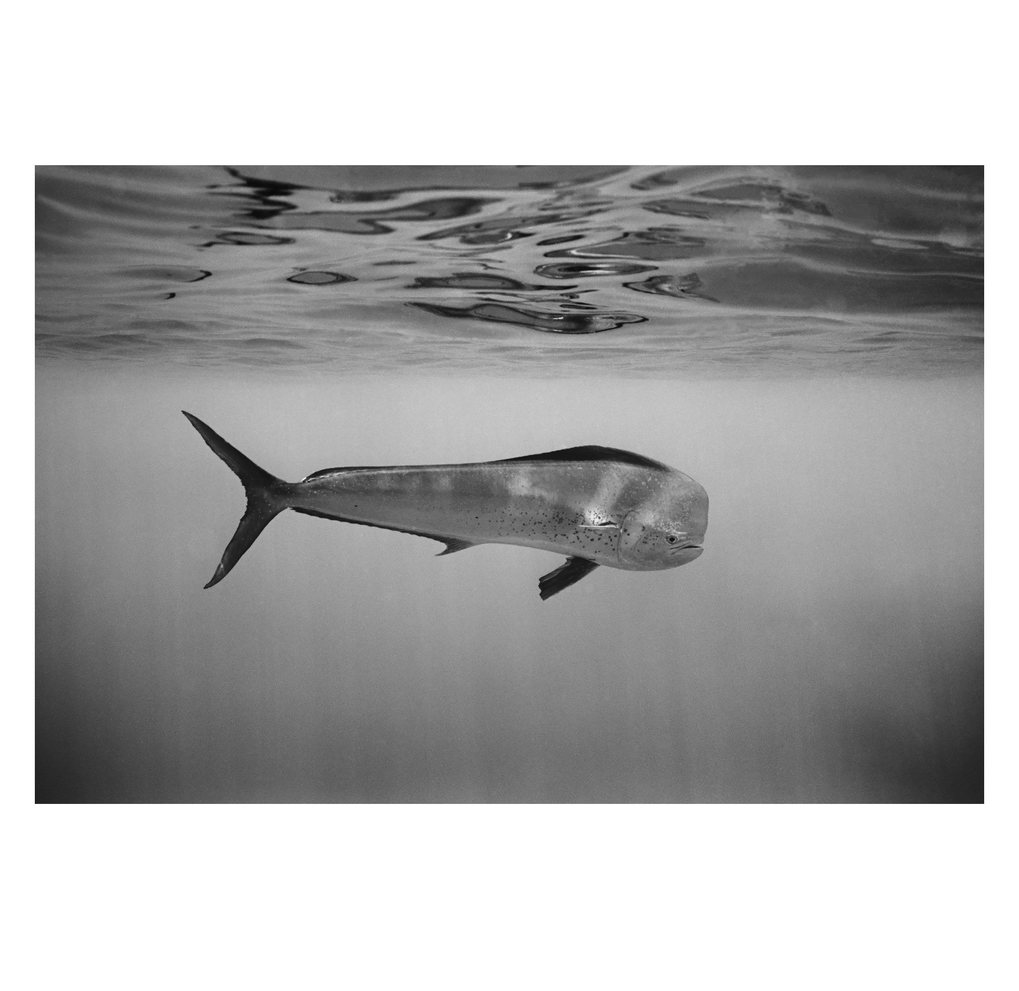 Wayne Levin – Mahimahi