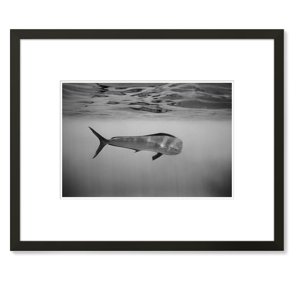 Wayne Levin – Mahimahi