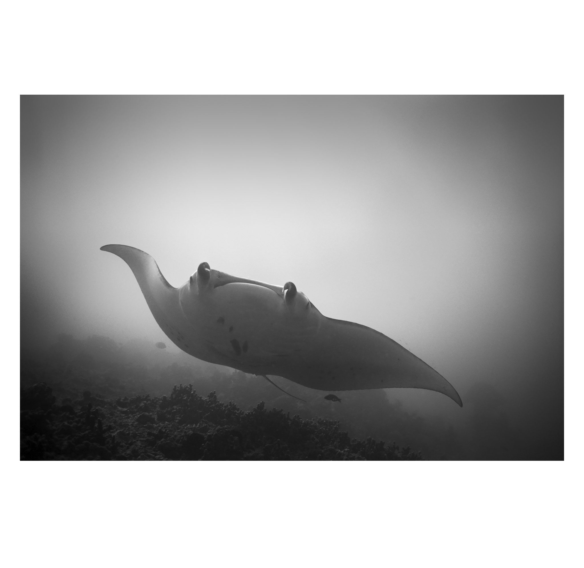 Wayne Levin – Manta Ray