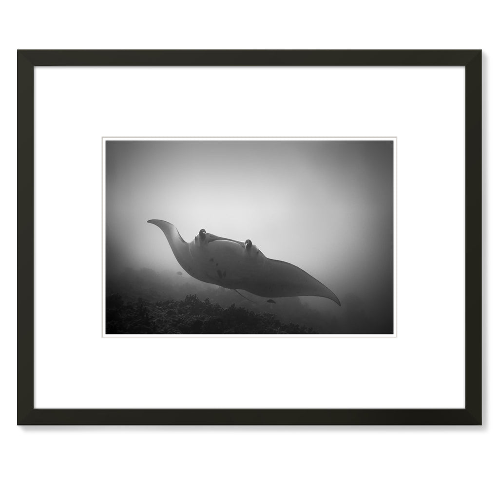 Wayne Levin – Manta Ray