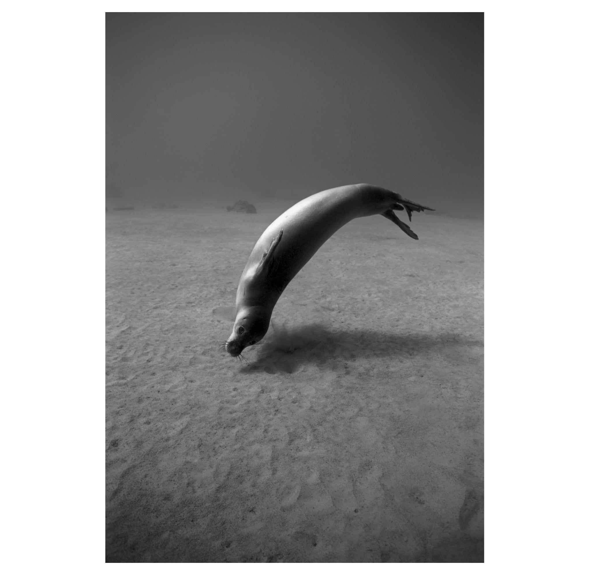 Wayne Levin – Hawaiian Monk Seal 2