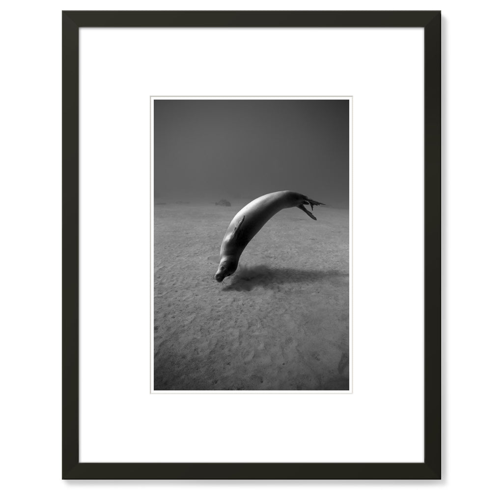 Wayne Levin – Hawaiian Monk Seal 2