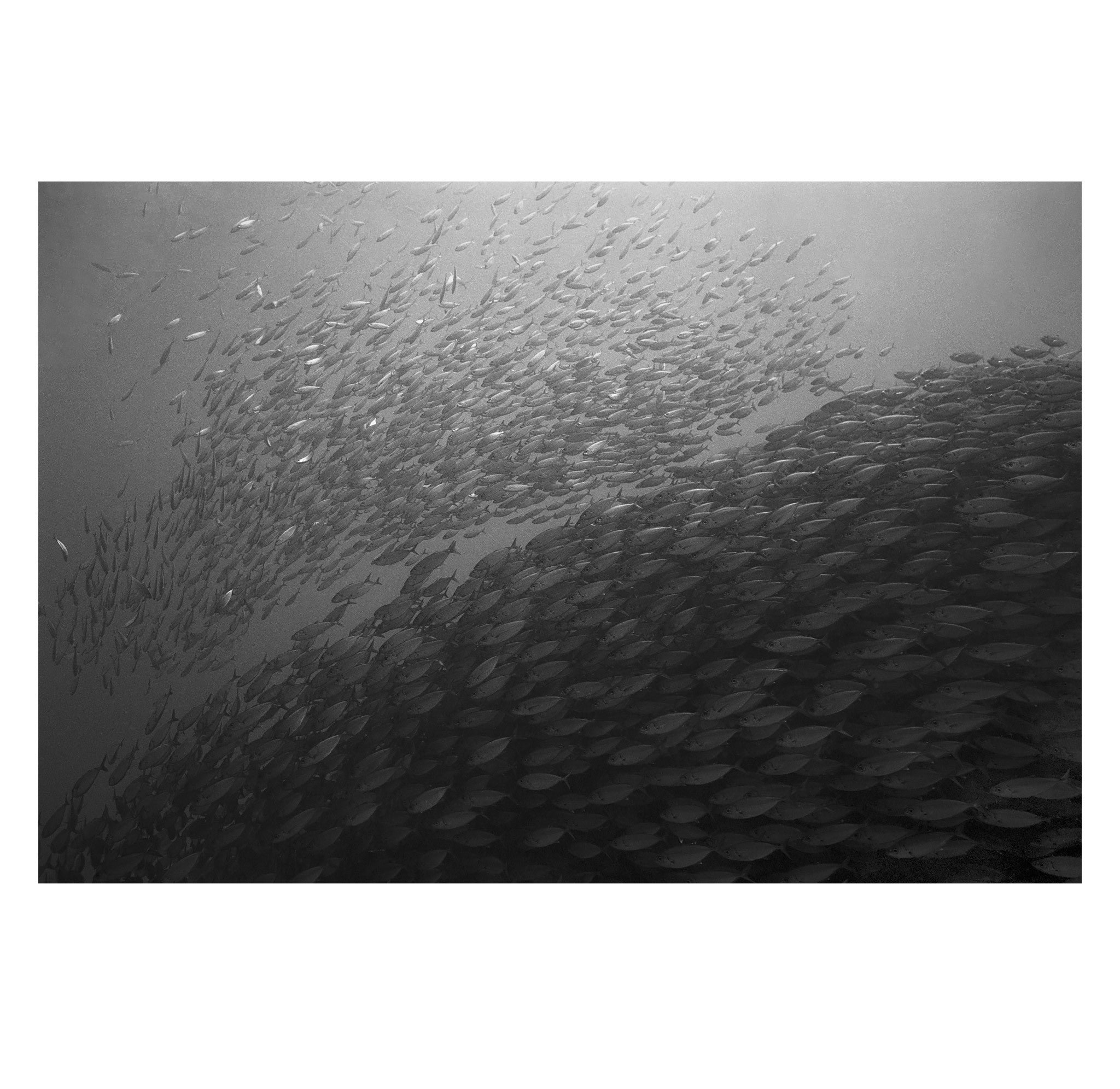 Wayne Levin – Akule and Opelu Schools