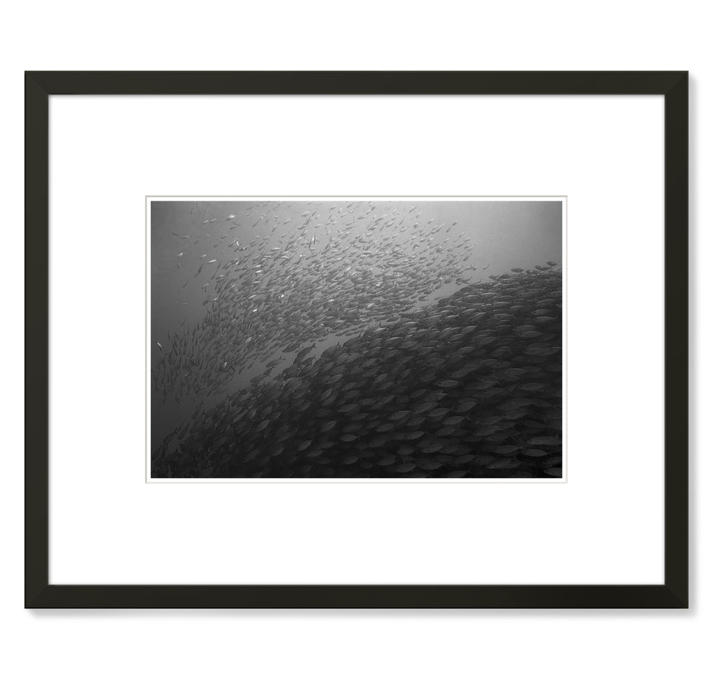 Wayne Levin – Akule and Opelu Schools