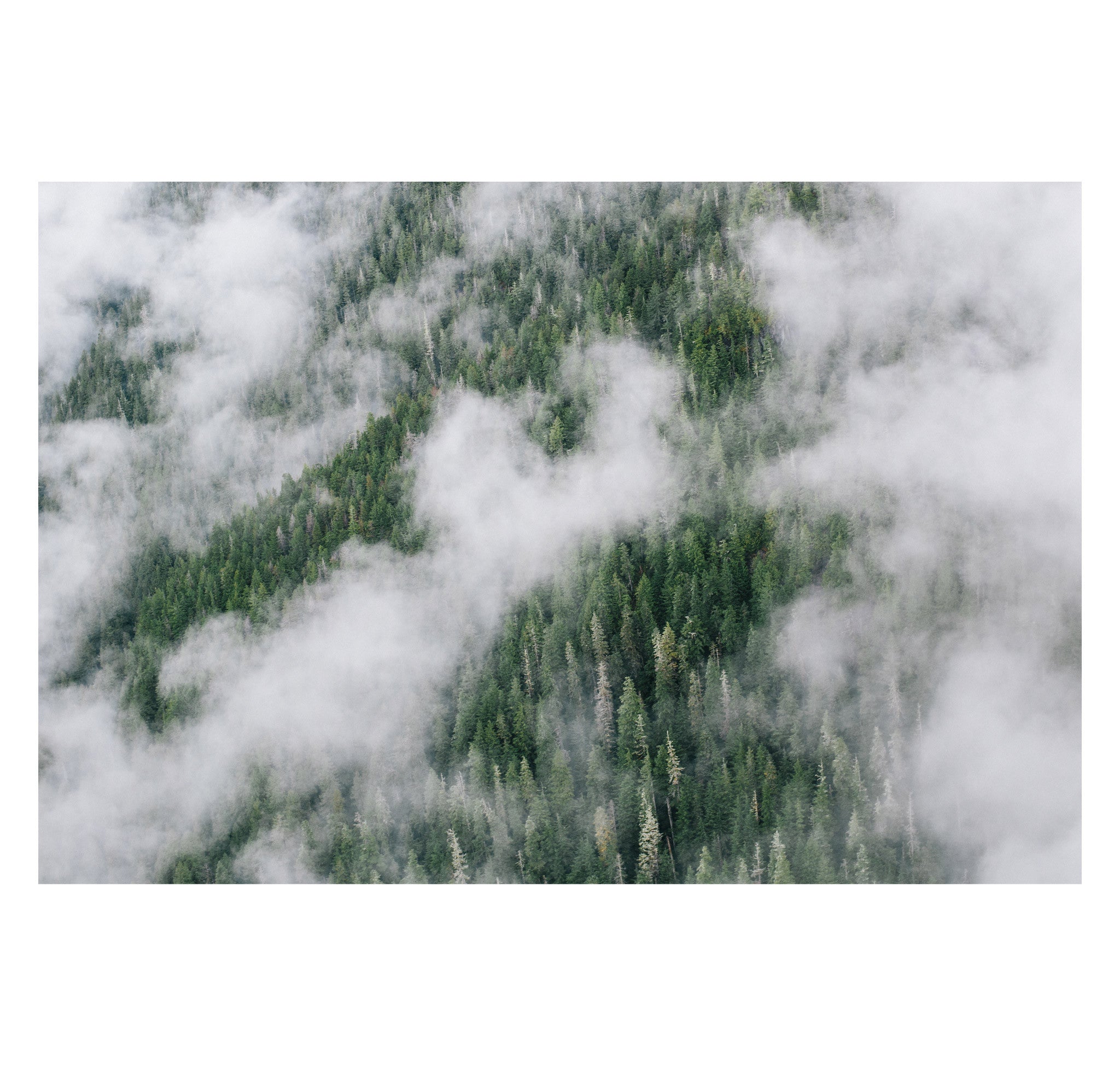 Jeremy Koreski – Great Bear Rainforest