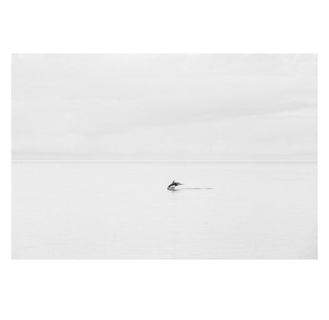 Jeremy Koreski – Lone Dolphin
