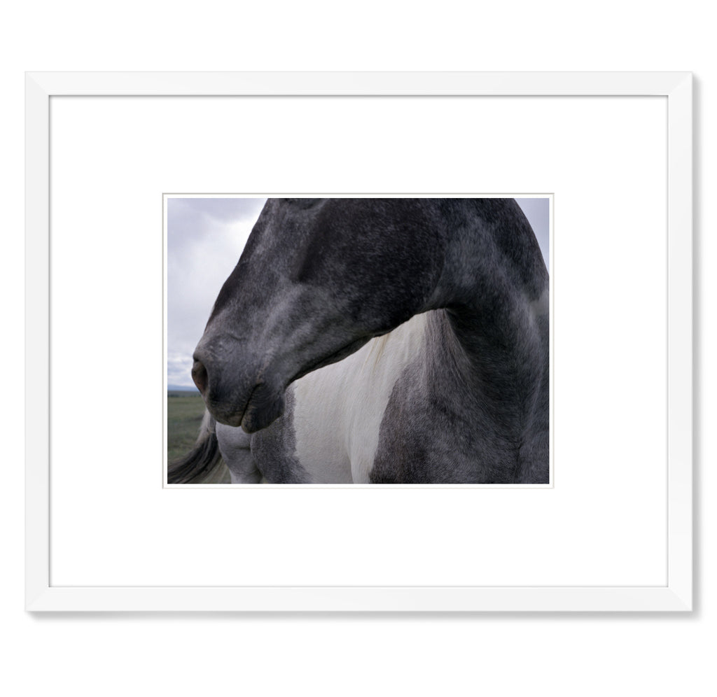 Jonathan Levitt – Horses 2
