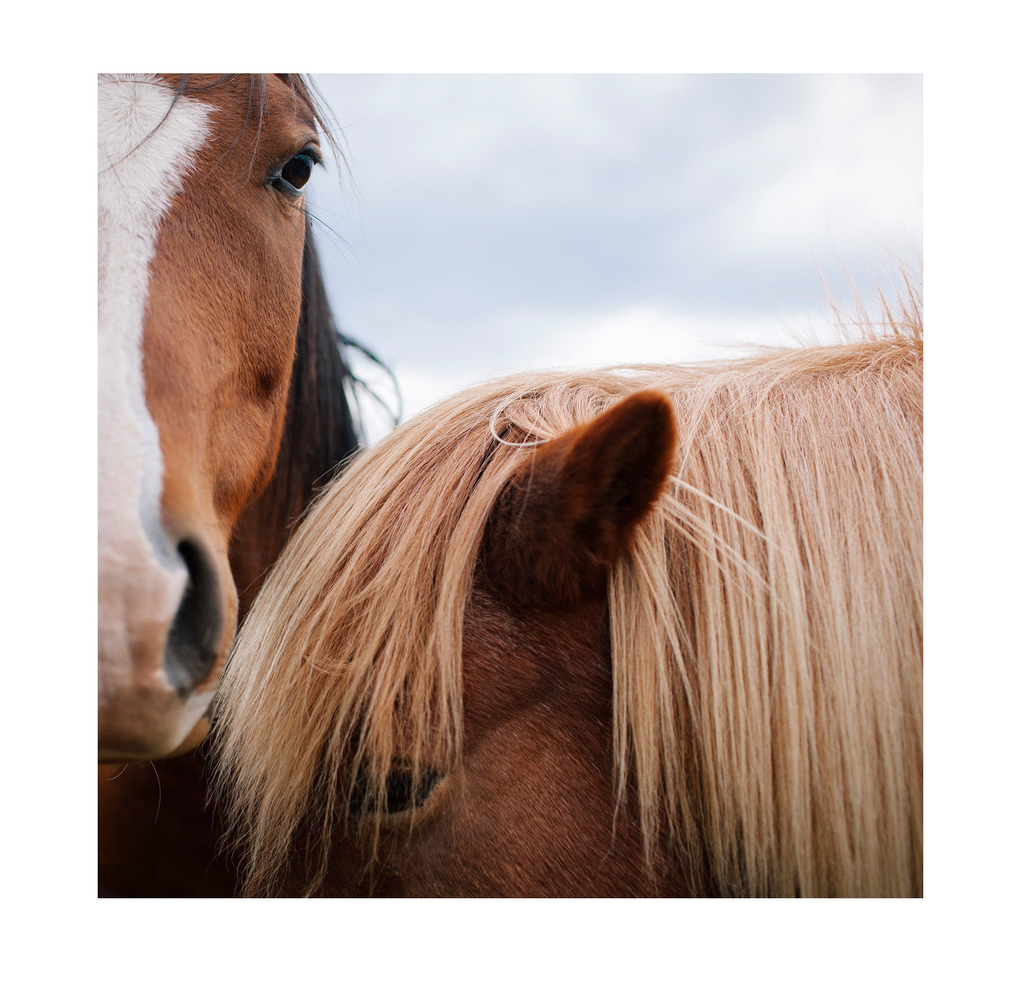 Jonathan Levitt – Horses 3