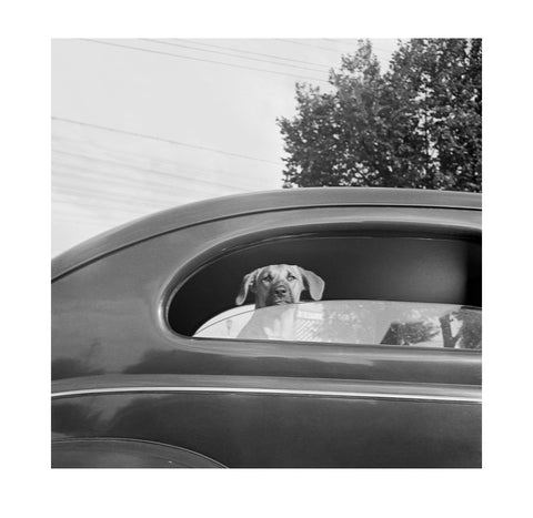 Marjory Collins - Dog in Car
