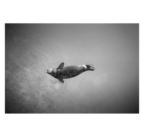 Wayne Levin – Hawaiian Monk Seal